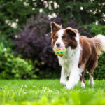 What are the Hardest Tricks for a Dog to Learn?